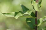 Starry rosinweed